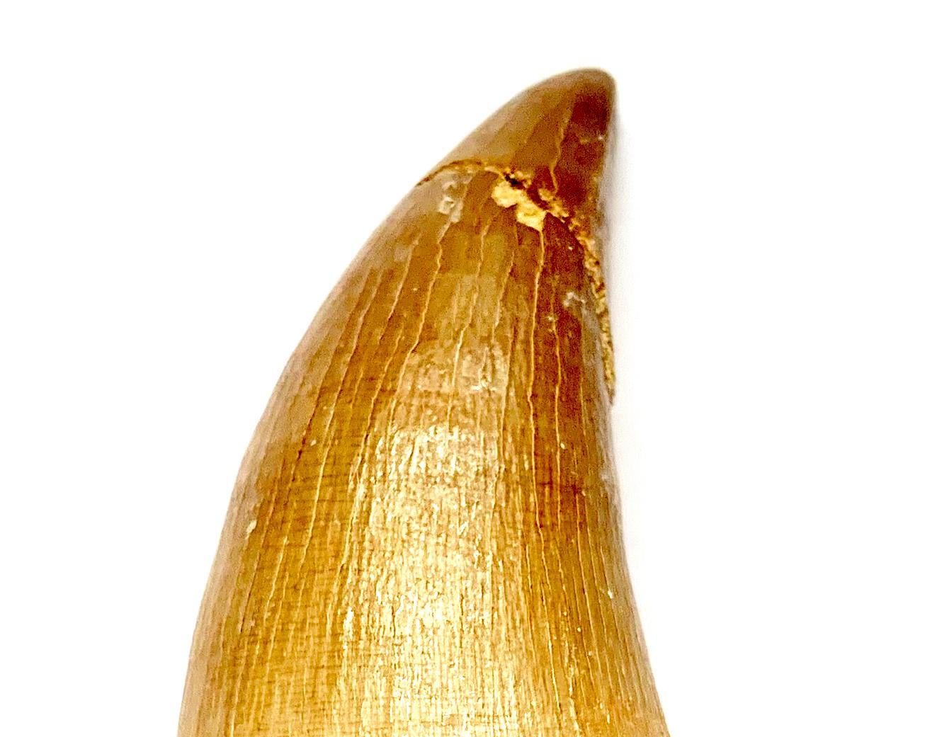 Fossilised Tooth of a Mosasaur Dinosaur In Good Condition For Sale In Cambridge, GB