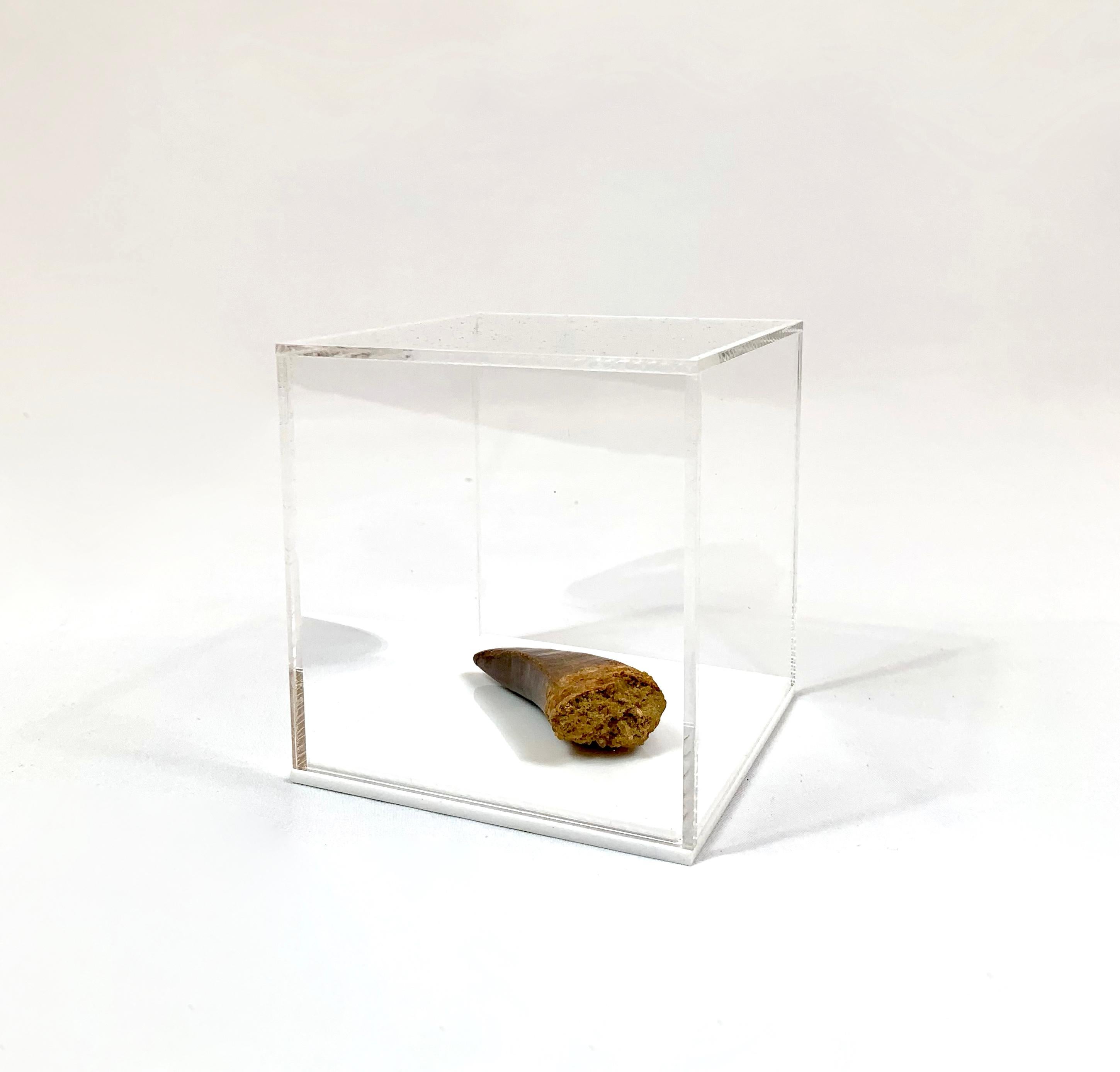 Bone Fossilised Tooth of a Mosasaur Dinosaur For Sale