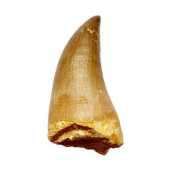 Fossilised Tooth of a Mosasaur Dinosaur