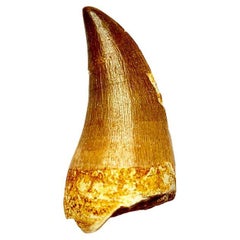 Antique Fossilised Tooth of a Mosasaur Dinosaur