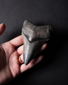 Dent fossilisée d'un requin préhistorique, Carcharocles Megalodon
