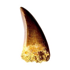 Fossilised Tooth of African T-Rex