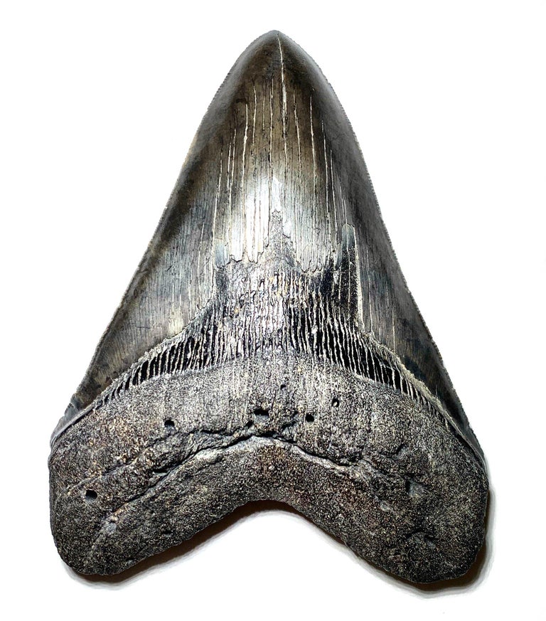 Fossilised Tooth of Megalodon Shark at 1stDibs