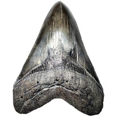 Fossilised Tooth of Megalodon Shark