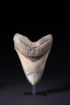 Fossilised Tooth of the Prehistoric Shark, Megalodon