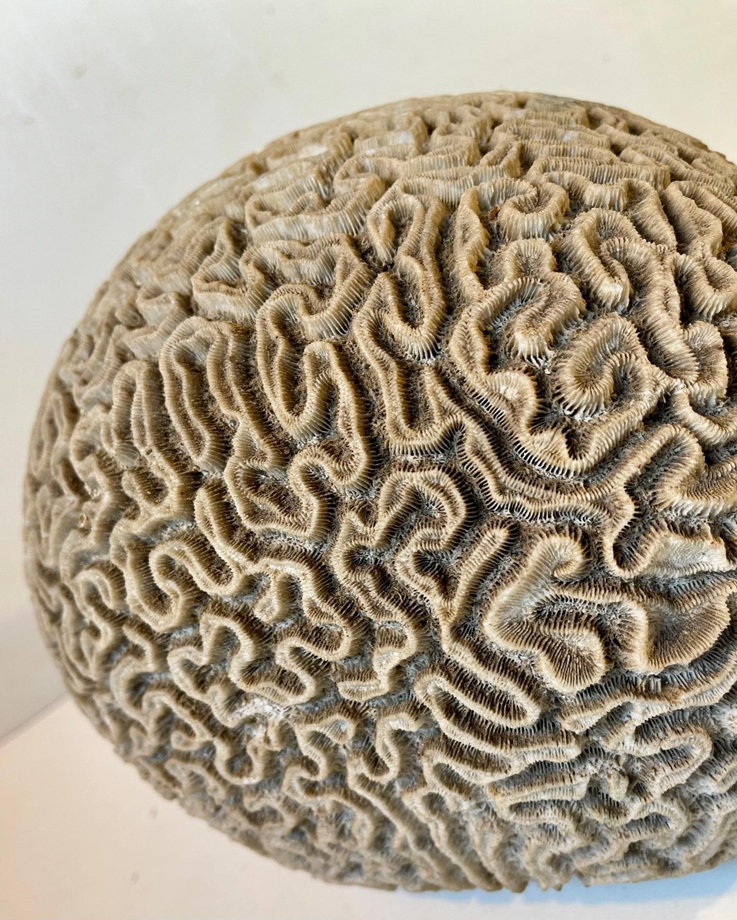 corail fossilise