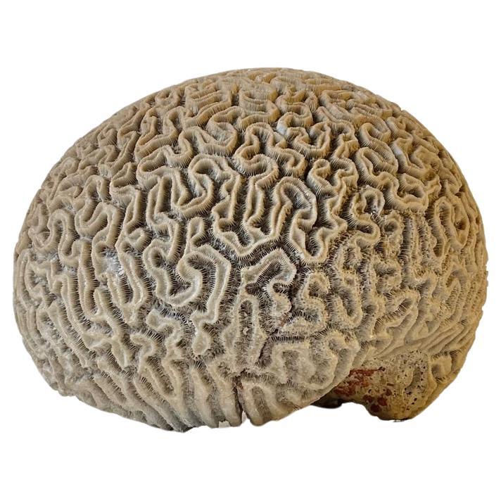 Corail fossilisé, Diploria Labyrinthiformis en vente