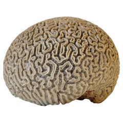 Fossilized Brain Coral, Diploria Labyrinthiformis