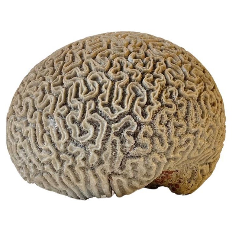 Fossilised Brain Coral Diploria labyrinthiformis For Sale at 1stDibs
