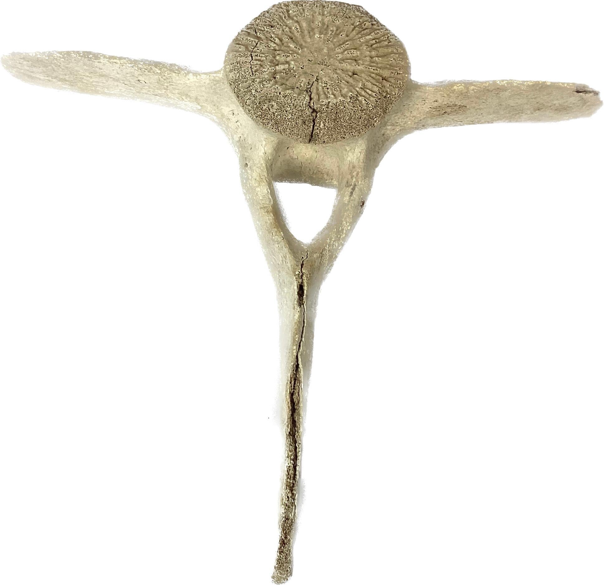 Natural weathered fossilized Carved Whale Vertebrae. One section / specimen. Possibly sperm whale. Likely 19th century. Carving of an animal on the front, center of the vertebrae.