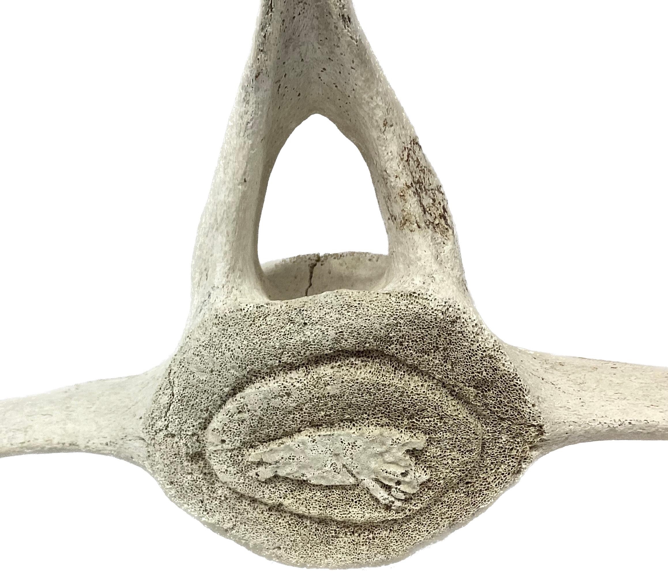 Fossilized Carved Whale Vertebrae #16 In Good Condition For Sale In Bradenton, FL