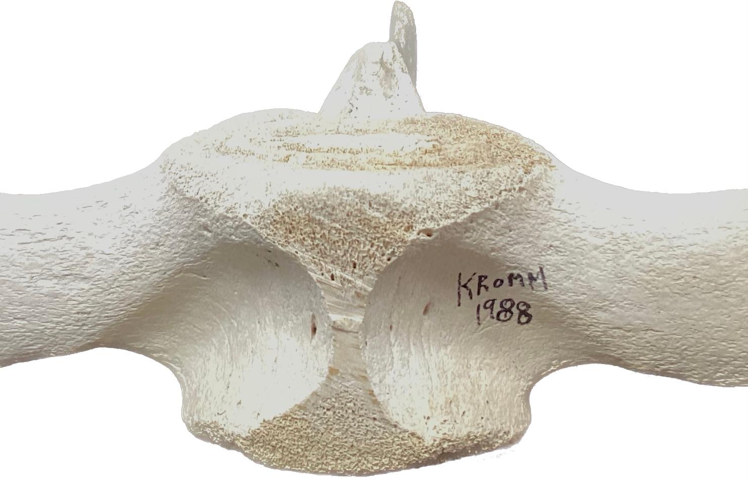 Bone Fossilized Carved Whale Vertebrae #16 For Sale