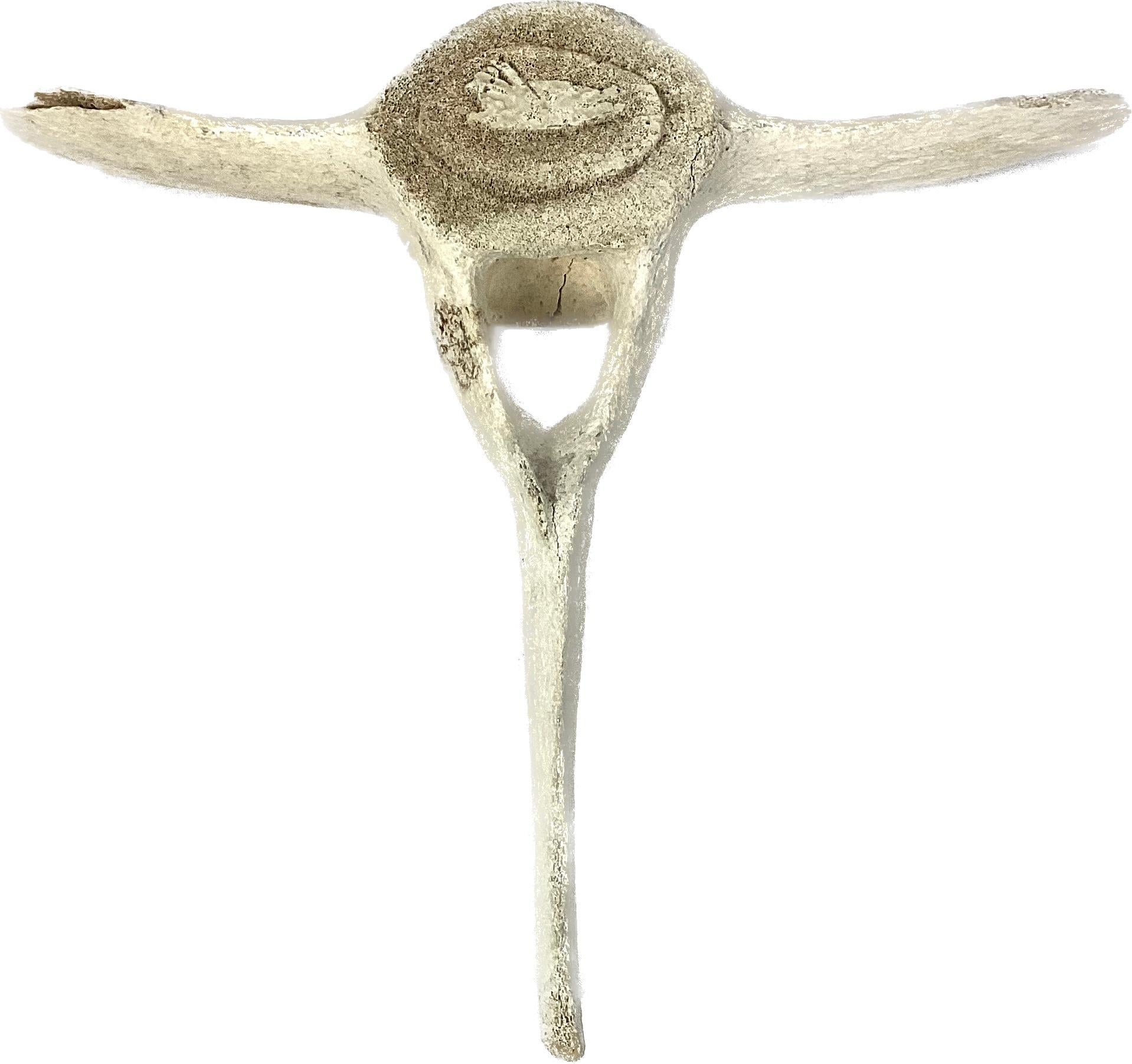 Fossilized Carved Whale Vertebrae #16 For Sale 1