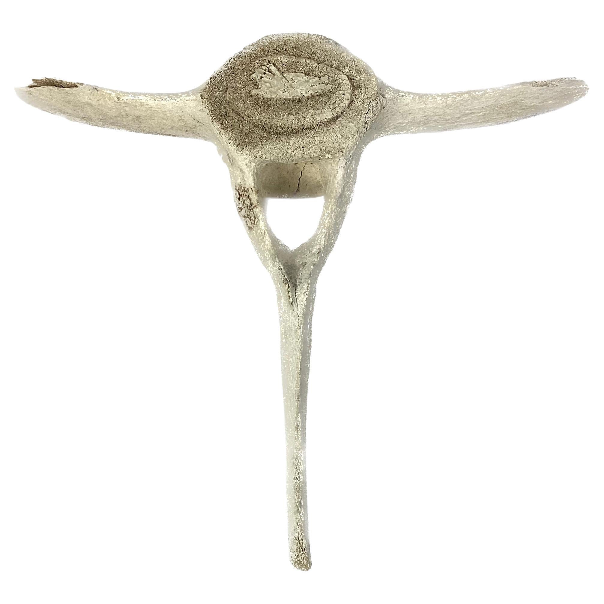 Fossilized Carved Whale Vertebrae #16 For Sale