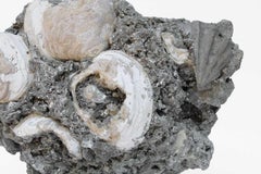 Versteinertes Muschelschalen-Cluster in Matrix mit einer natürlich gewachsenen Barockperle