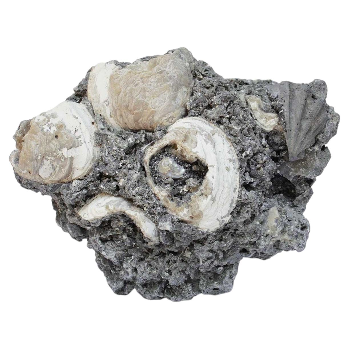 Versteinertes Muschelschalen-Cluster in Matrix mit einer natürlich gewachsenen Barockperle im Angebot