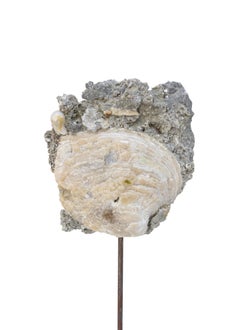 Coquille fossile avec perle formée Naturellement sur base d'agate polie