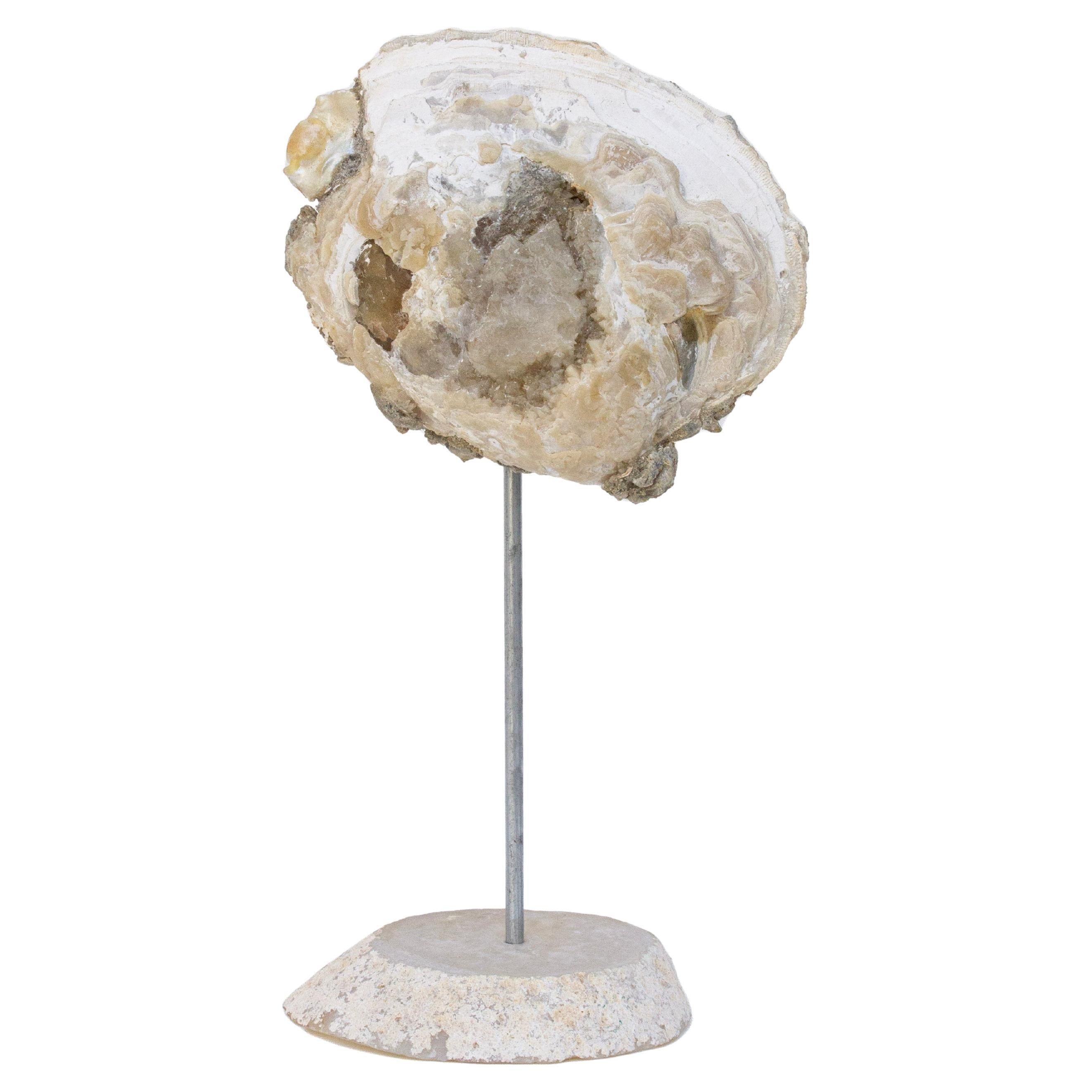 Fossilized Clamshell with Naturally Formed Pearl on Polished Agate Base