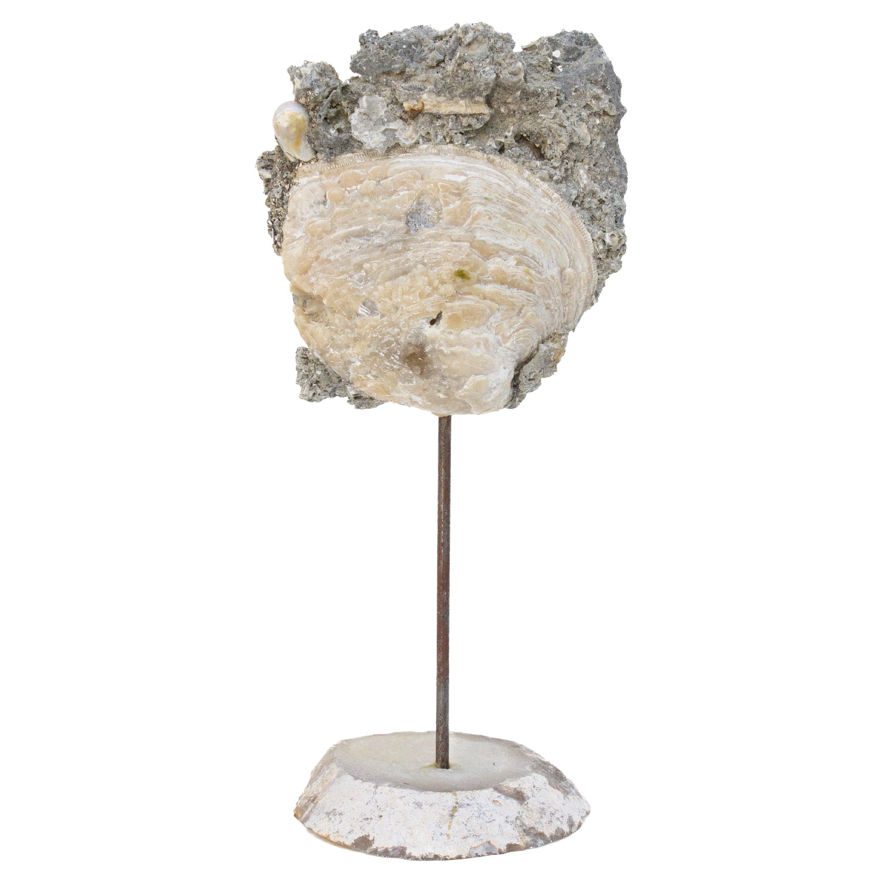 Fossilized Clamshell with Naturally Formed Pearl on Polished Agate Base in vendita