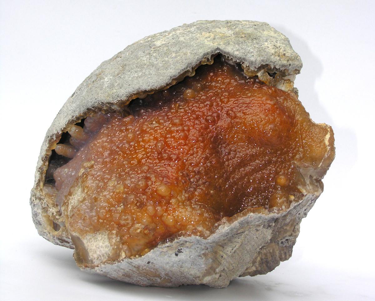 Organically formed Agatized fossil coral with unusual and rare coloring.

As Florida's state stone, Agatized Coral is the product of a 20-30 million year process through which the coral evolved from the skeleton of tiny ocean animals. As the silica