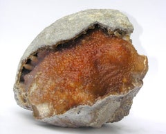 Fossilized Coral Agate Formation