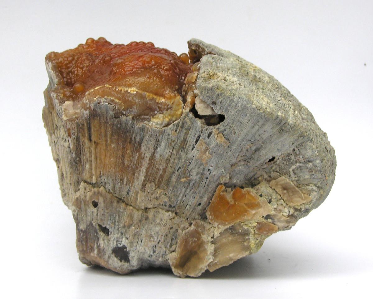 Organic Modern Fossilized Coral Agate Formation For Sale