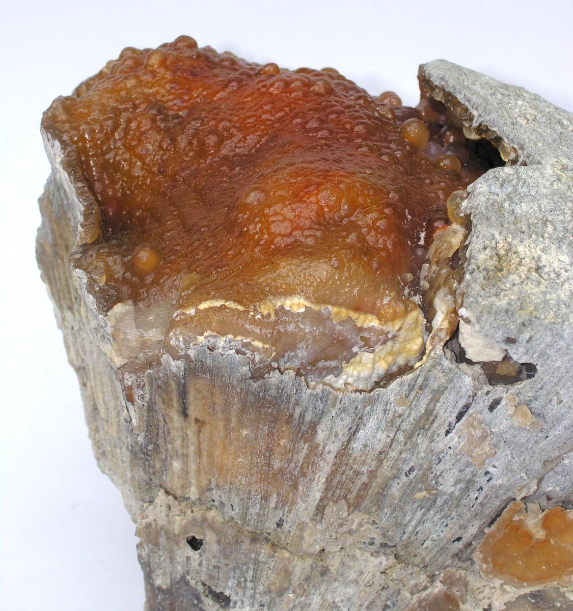 American Fossilized Coral Agate Formation For Sale