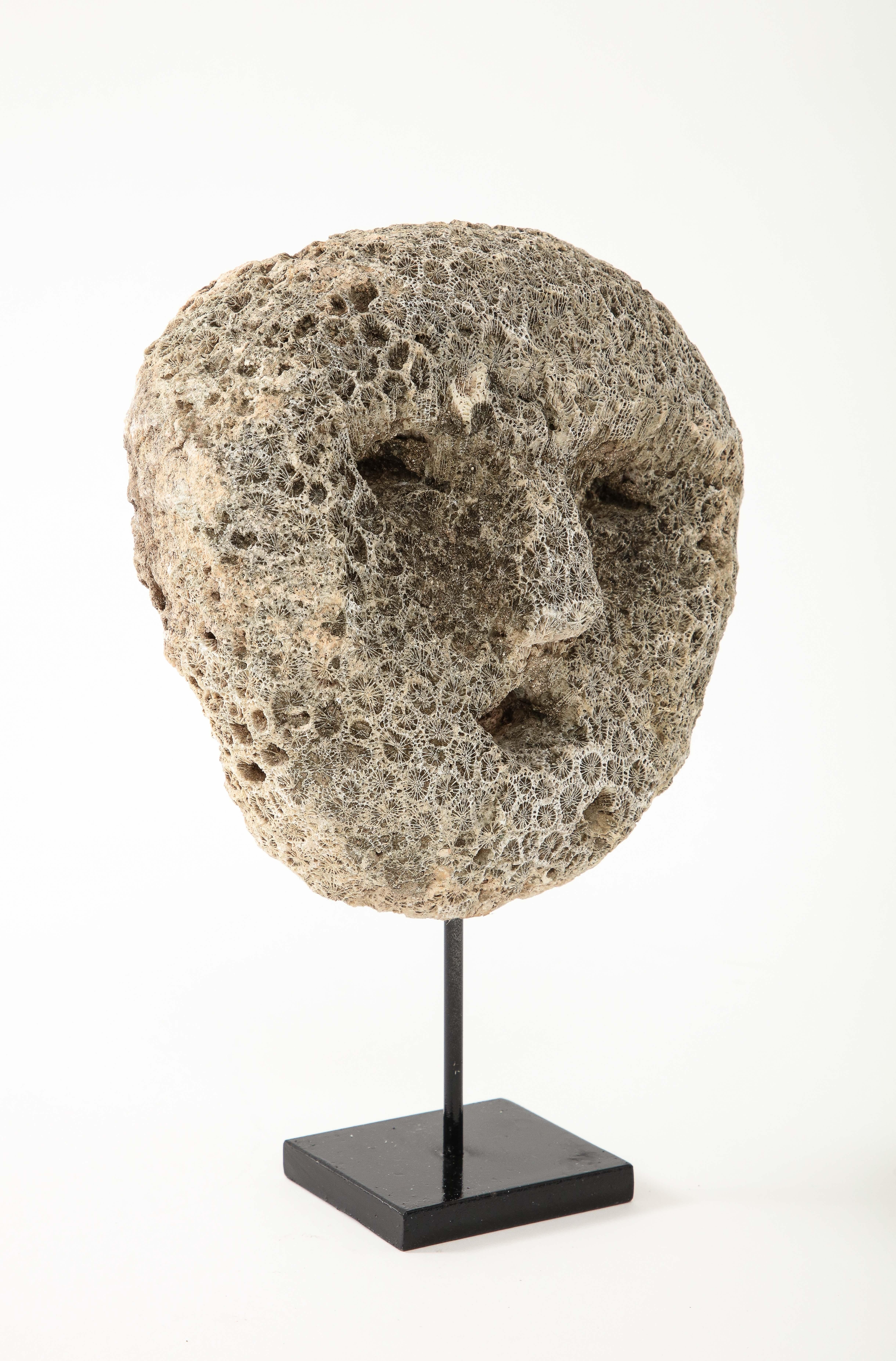 Late 20th Century Fossilized Coral Animist Mask by the Atomi People of Timor  For Sale