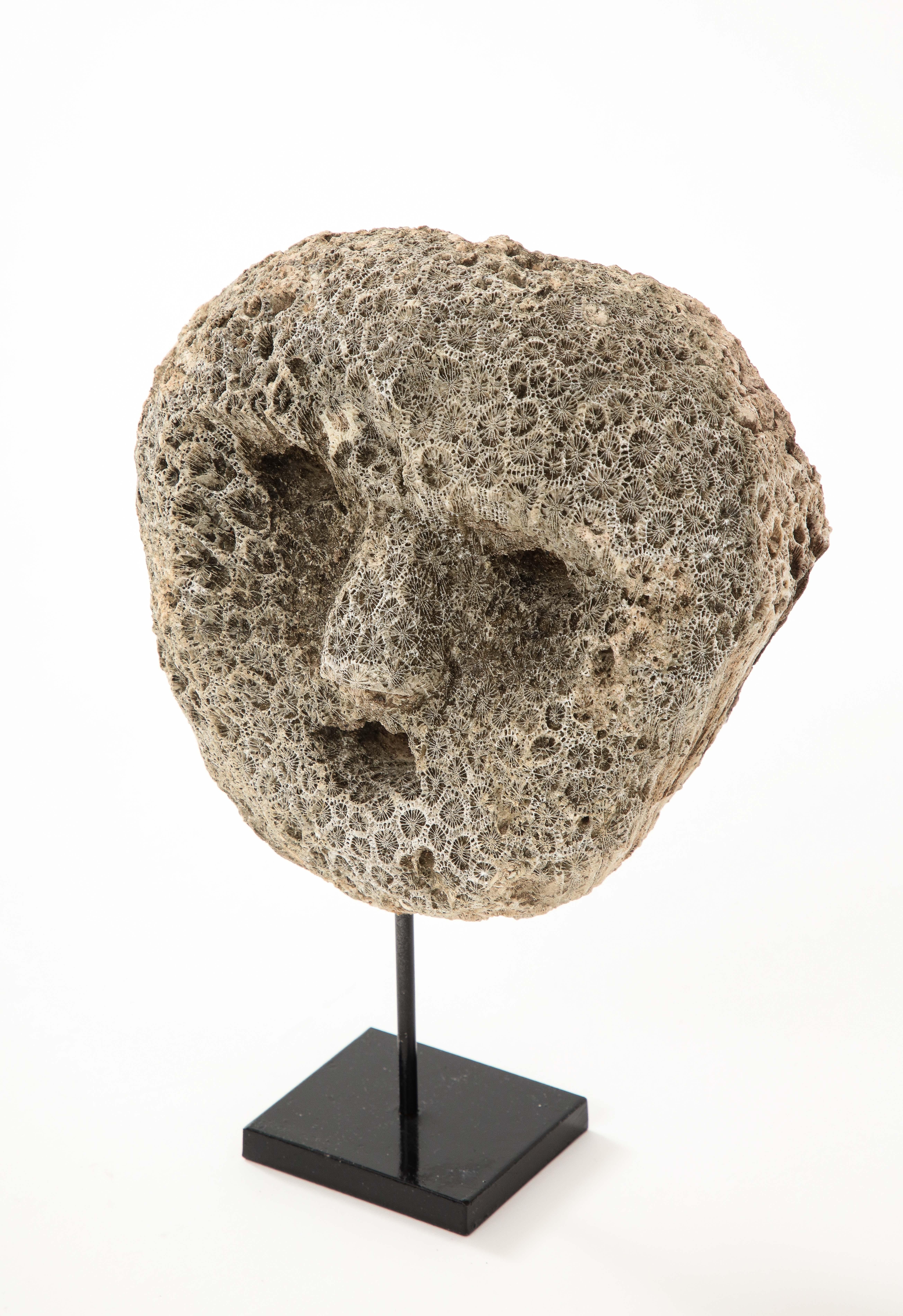 Fossilized Coral Animist Mask by the Atomi People of Timor  For Sale 2
