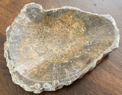 Ciotola di corallo fossilizzata proveniente dal Marocco, risalente a circa 350 milioni di anni fa