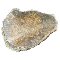 Fossilized Coral Bowl from Morocco, Circa 350 Million Years Old