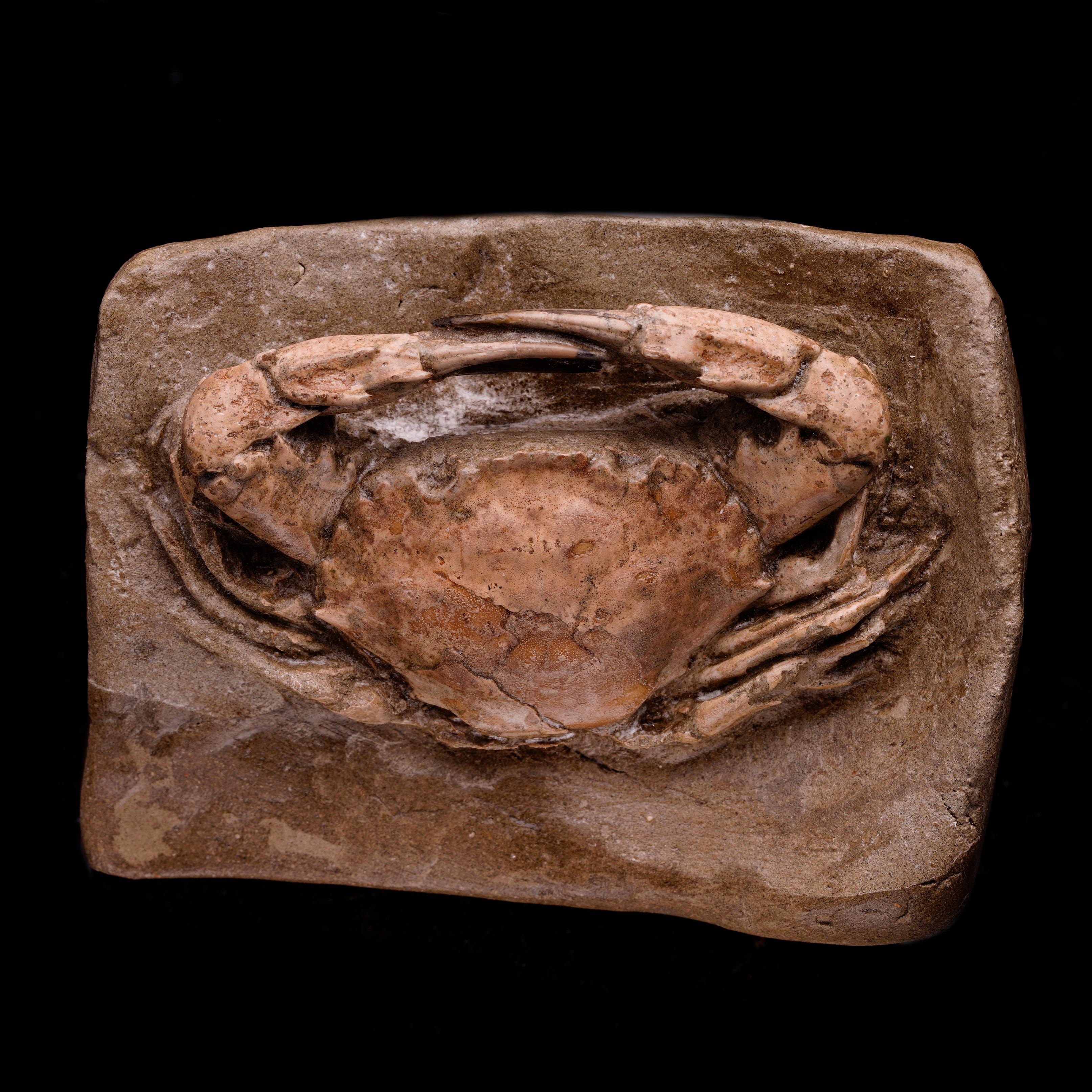 Découvrez la beauté intemporelle et l'importance historique de notre crabe fossilisé de l'ère du pliocène, découvert en Indonésie. Ce spécimen remarquable, scientifiquement connu sous le nom de Charybde, offre un aperçu unique de la vie marine