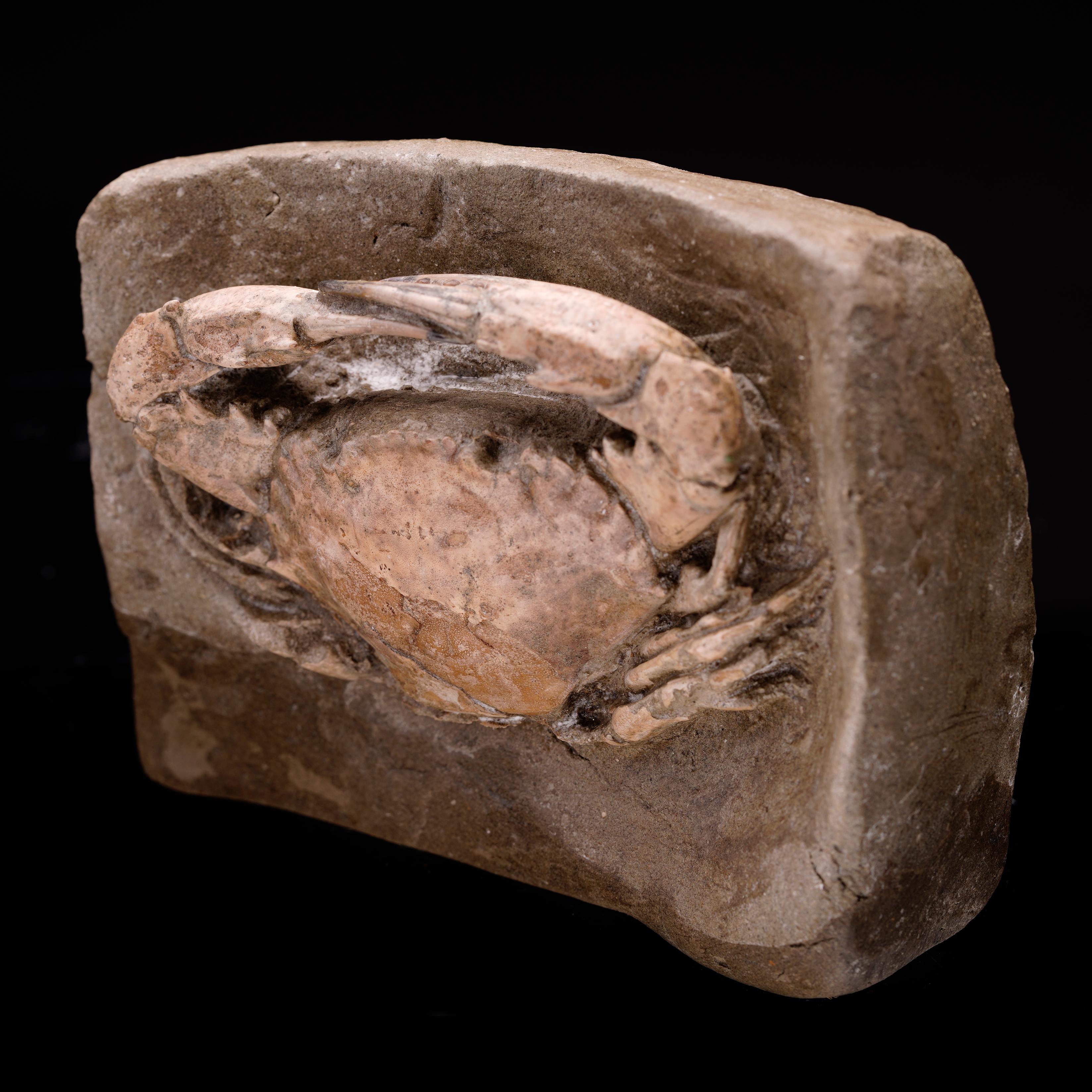 Indonésien Crabe fossile de l'Epoch du Pliocène en vente