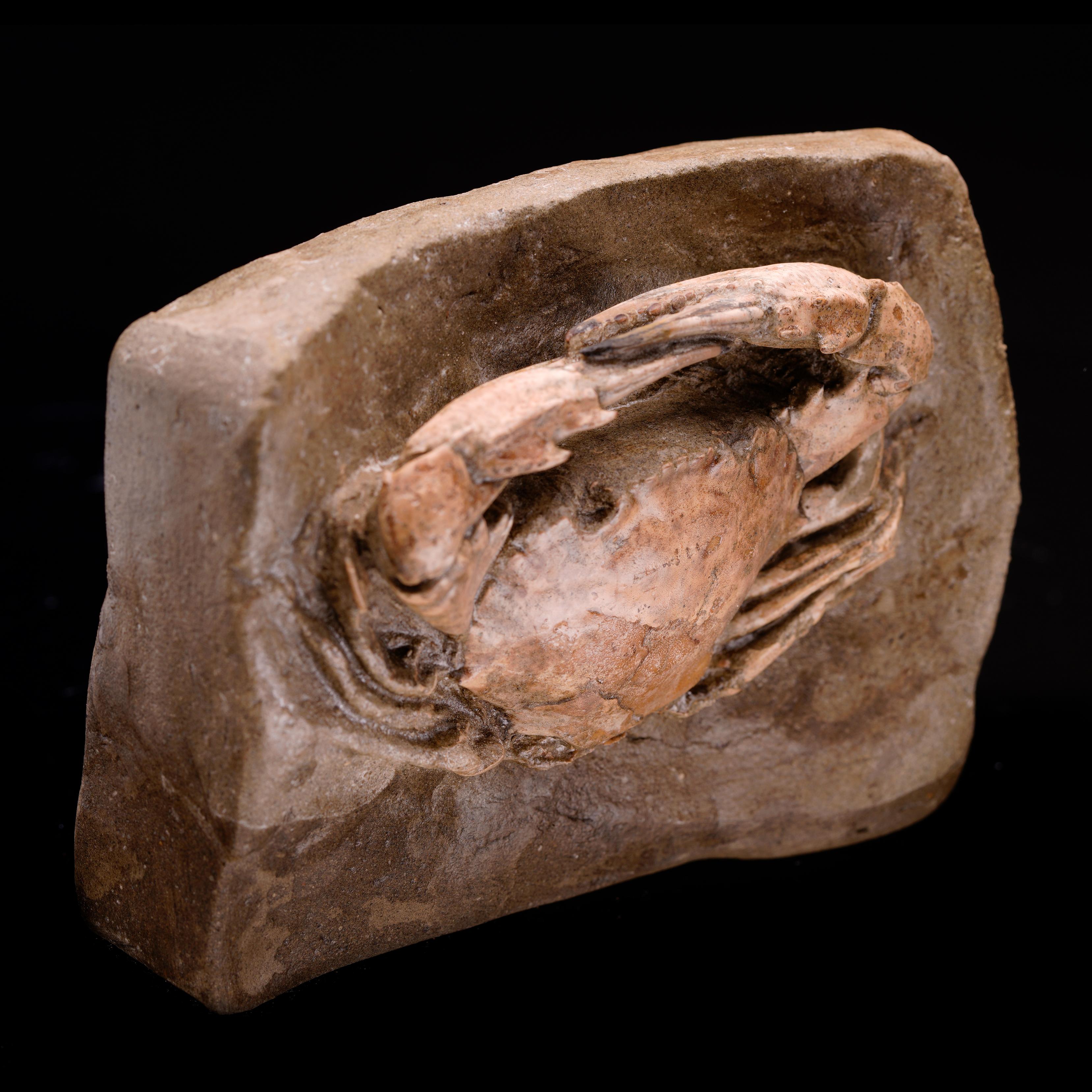 Crabe fossile de l'Epoch du Pliocène Excellent état - En vente à New York, NY