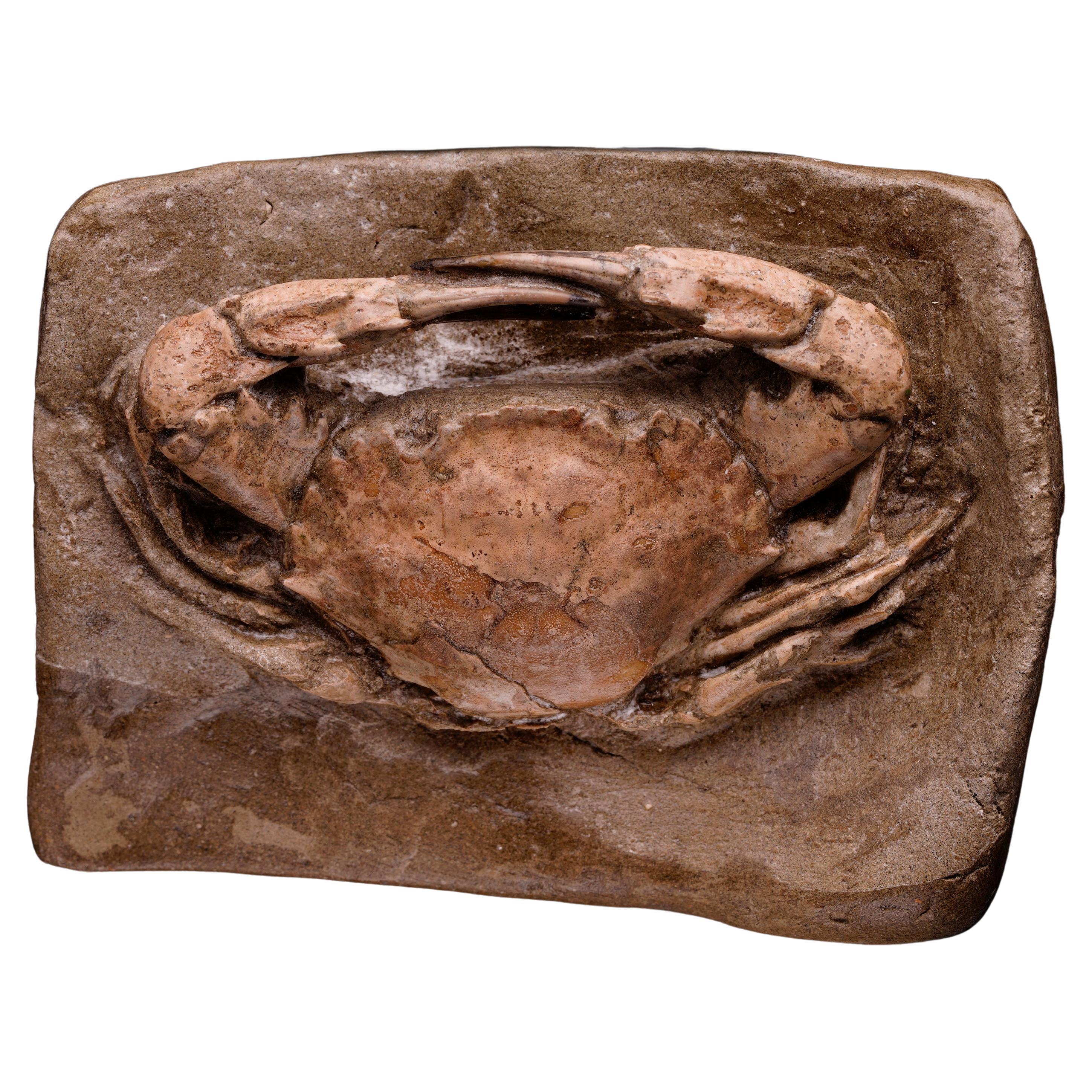 Fossilized Crab from Pliocene Epoch