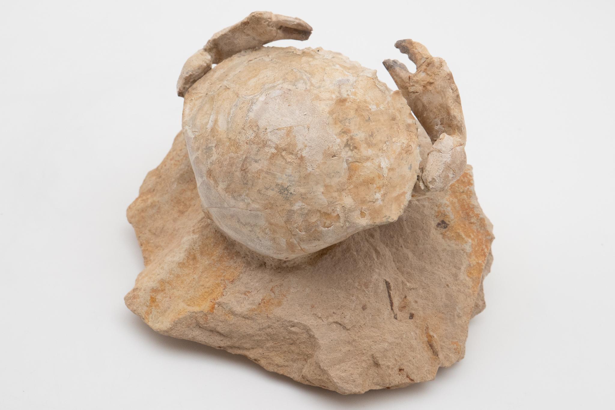 Fossilized crab perched on rock, discovered in Italy, dated to the Eocene Epoch (56 to 33.9 million years ago).
