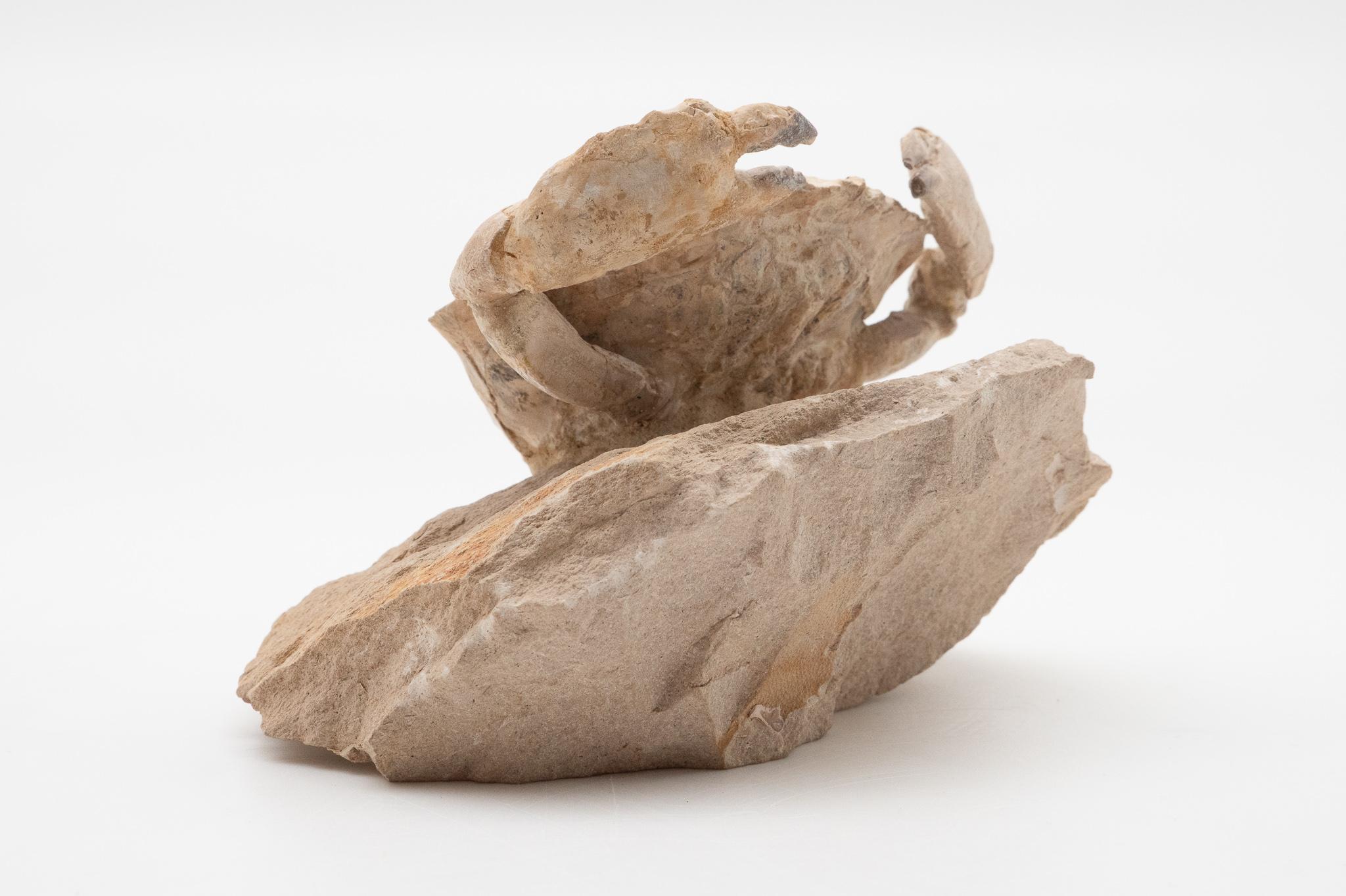 Prehistoric Fossilized Crab Specimen, Eocene Period, Italy