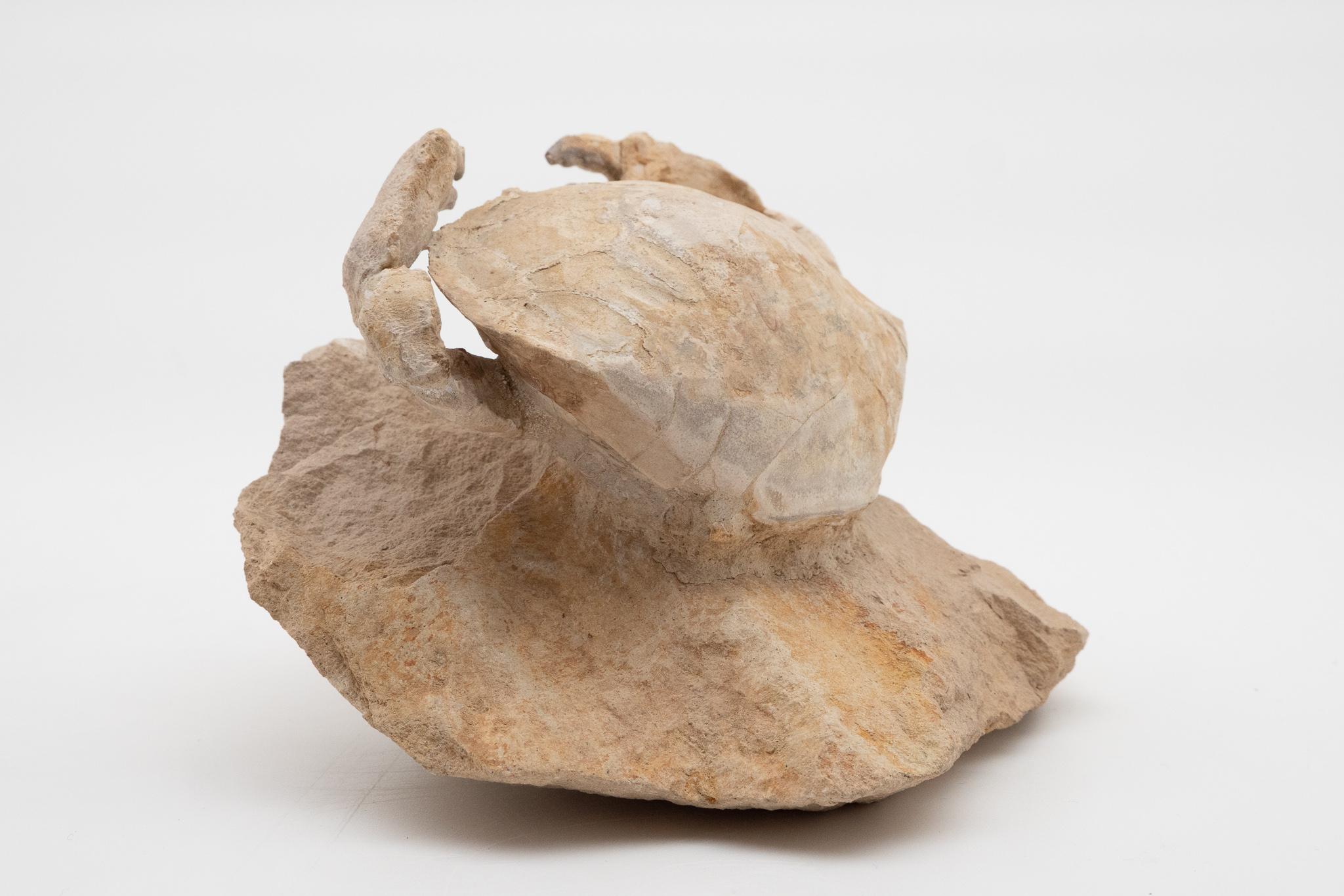 Italian Fossilized Crab Specimen, Eocene Period, Italy