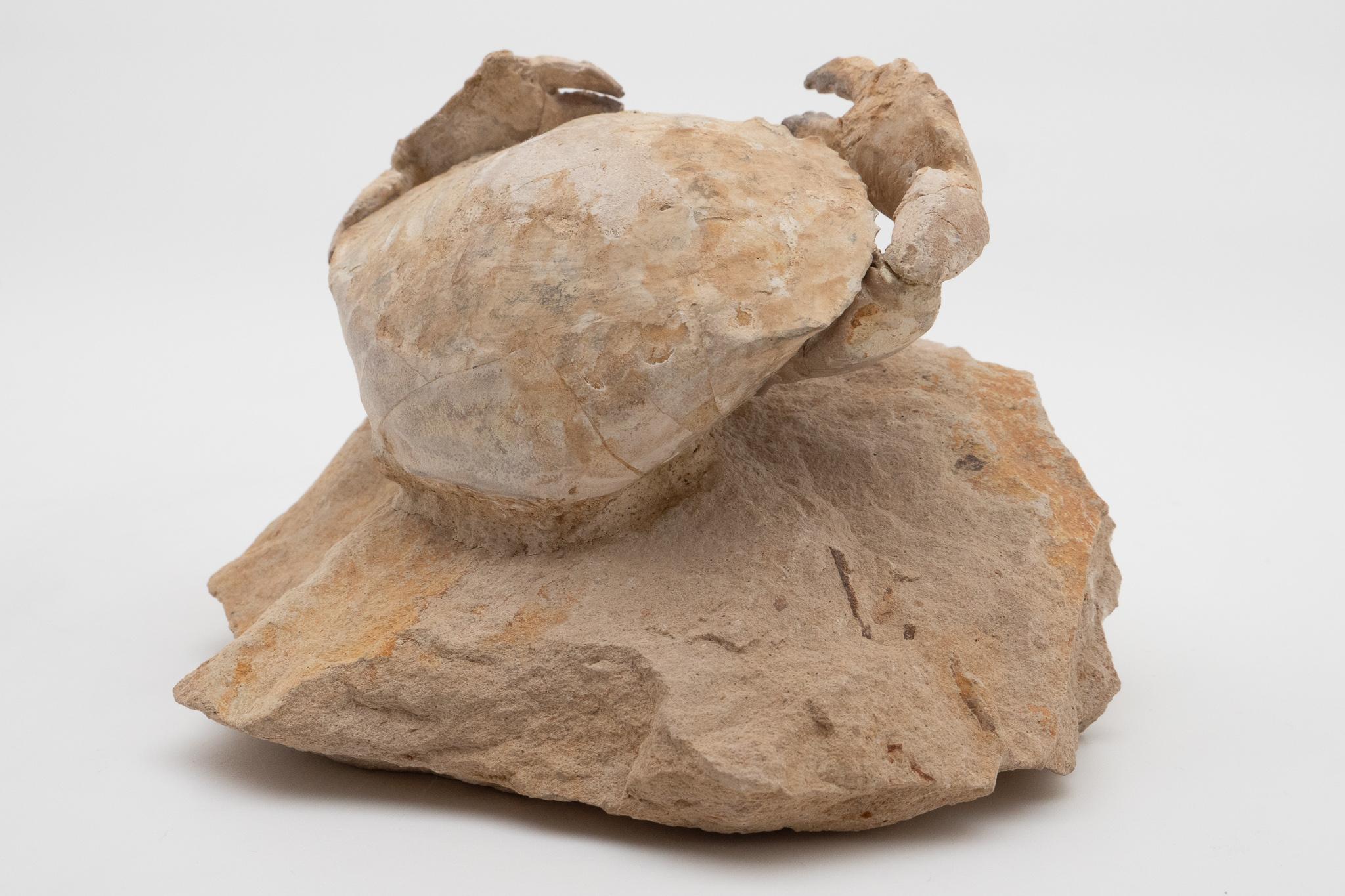 18th Century and Earlier Fossilized Crab Specimen, Eocene Period, Italy