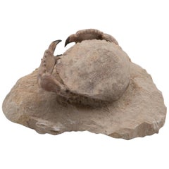 Fossilized Crab Specimen, Eocene Period, Italy