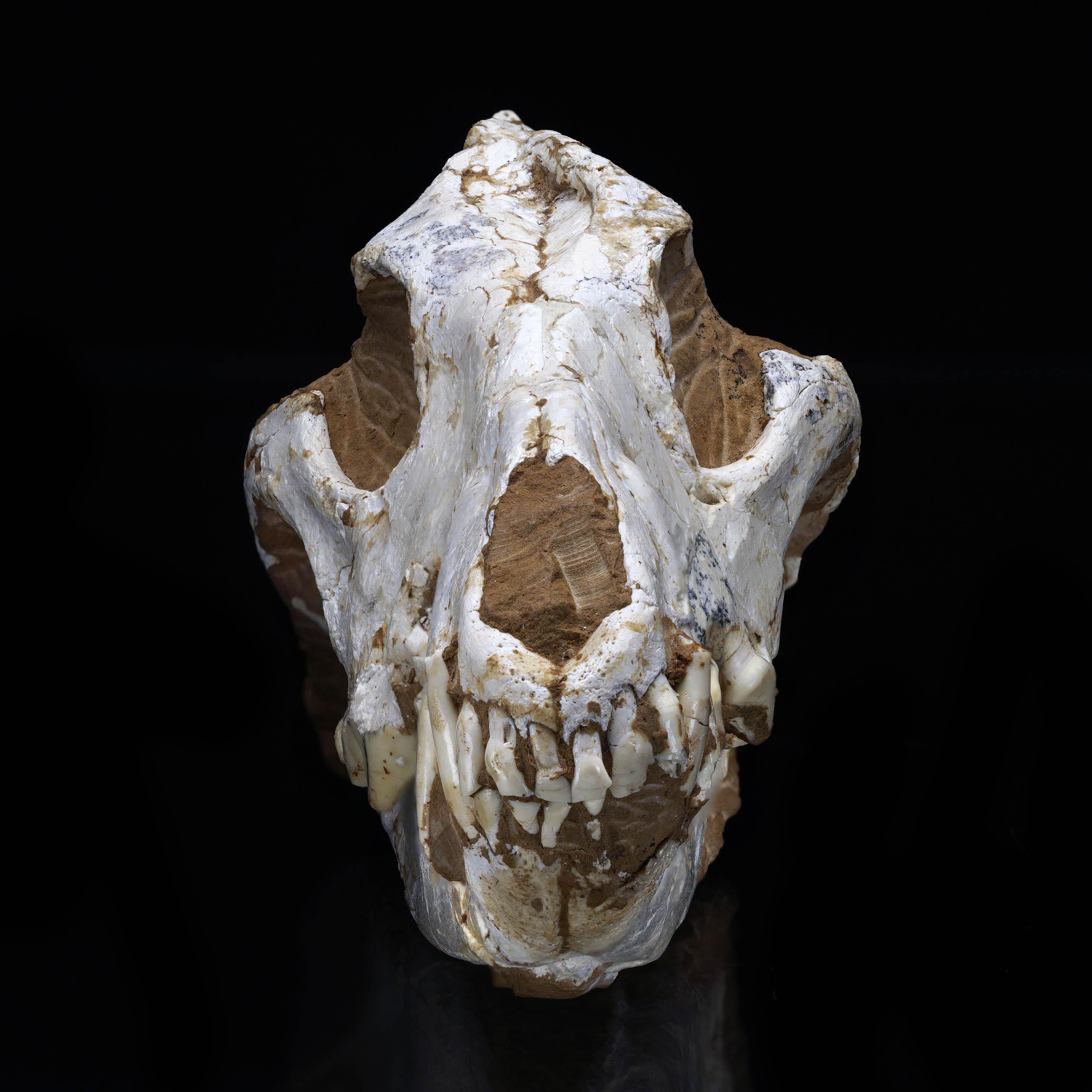 Cet extraordinaire crâne de loup fossilisé provenant de Sibérie est un artefact rare et remarquable qui offre un aperçu de l'ère glaciaire. Doté d'une structure osseuse bien préservée et d'une patine naturelle, ce spécimen témoigne de la force et de