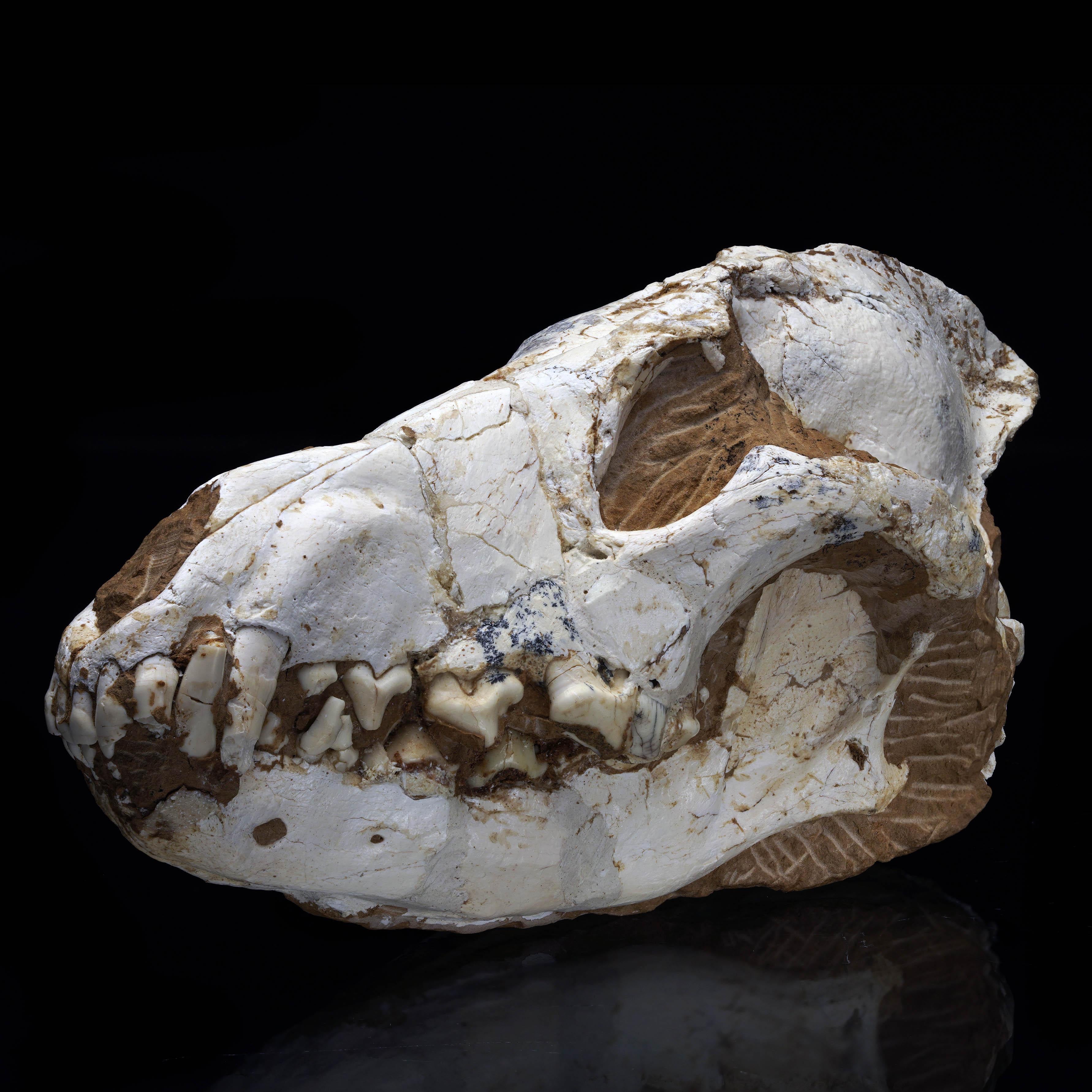 Russe crâne de loup fossilisé Dire - 2,36 lb