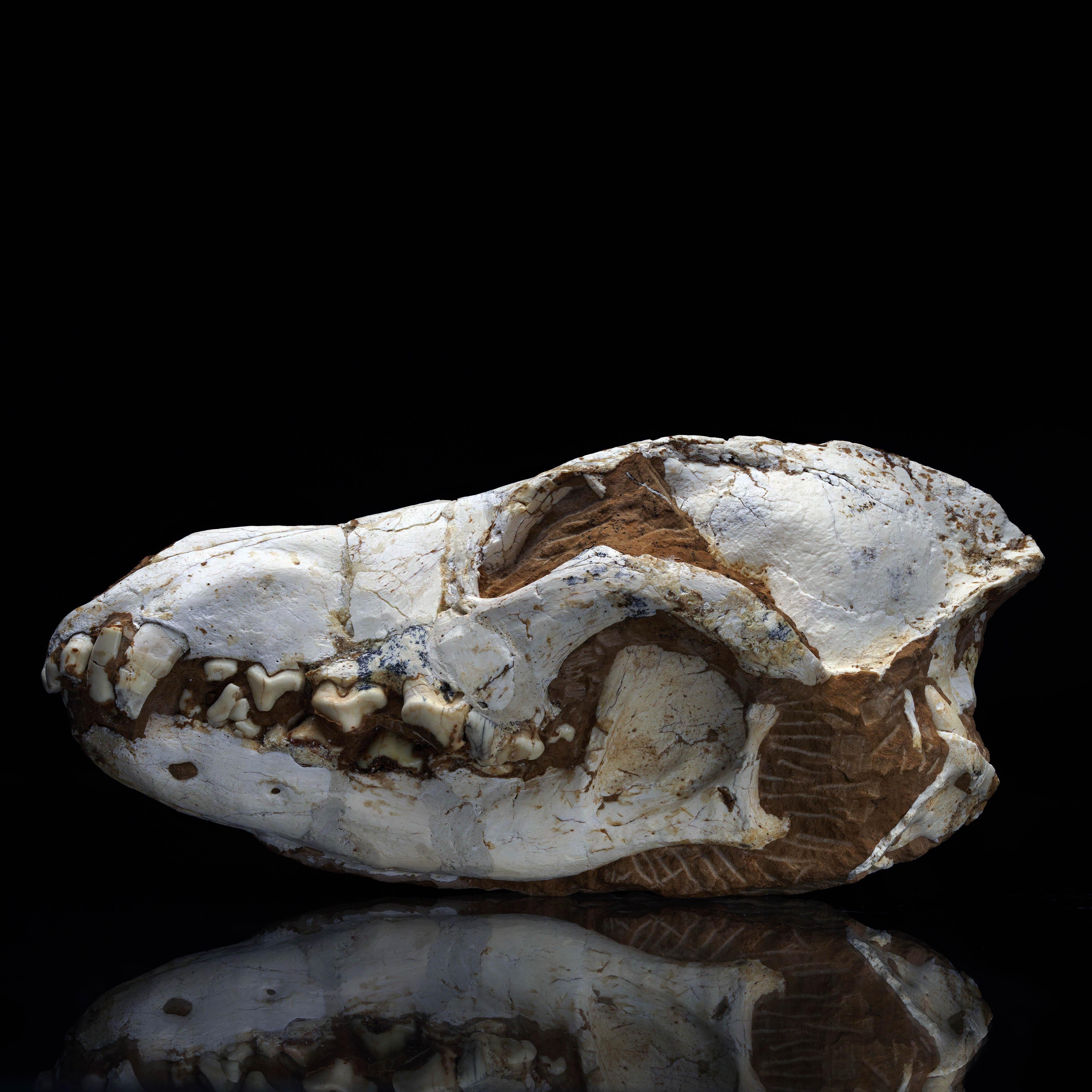 crâne de loup fossilisé Dire - 2,36 lb Neuf à New York, NY