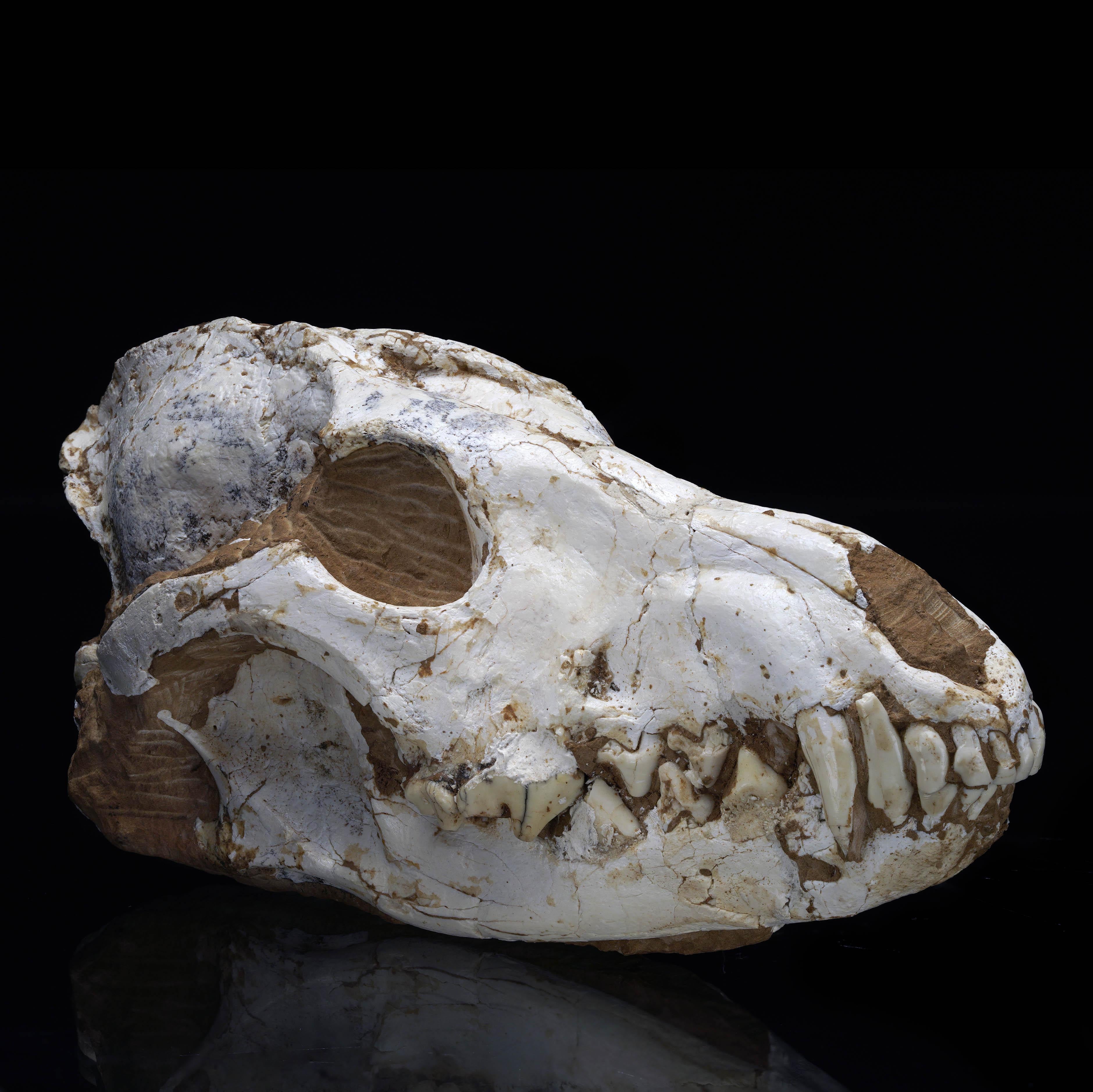 XXIe siècle et contemporain crâne de loup fossilisé Dire - 2,36 lb