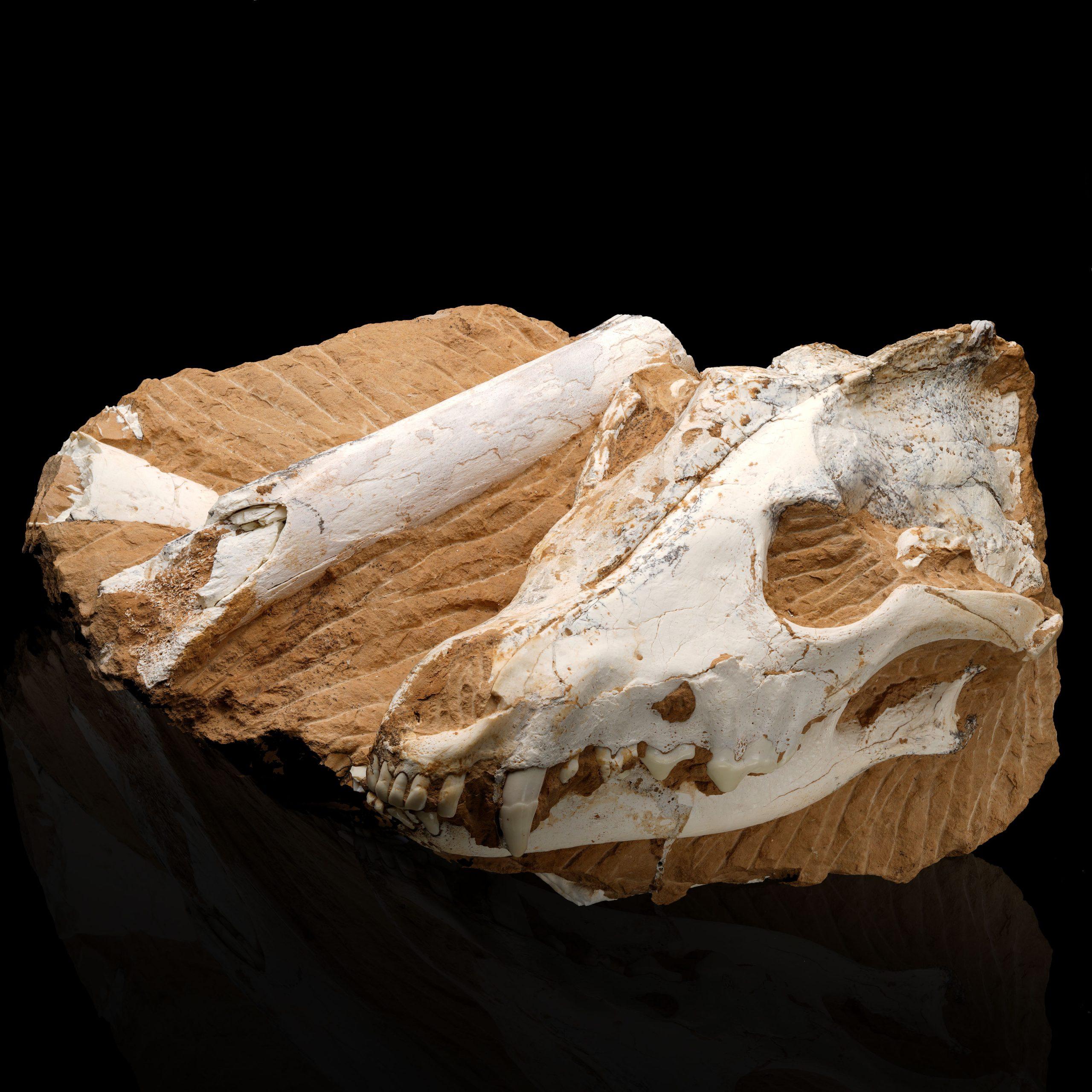 This extraordinary fossilized dire wolf skull is a rare and remarkable artifact that offers a glimpse into the Ice Age. Featuring well-preserved bone structure, this specimen is a testament to the strength and resilience of one of the most iconic