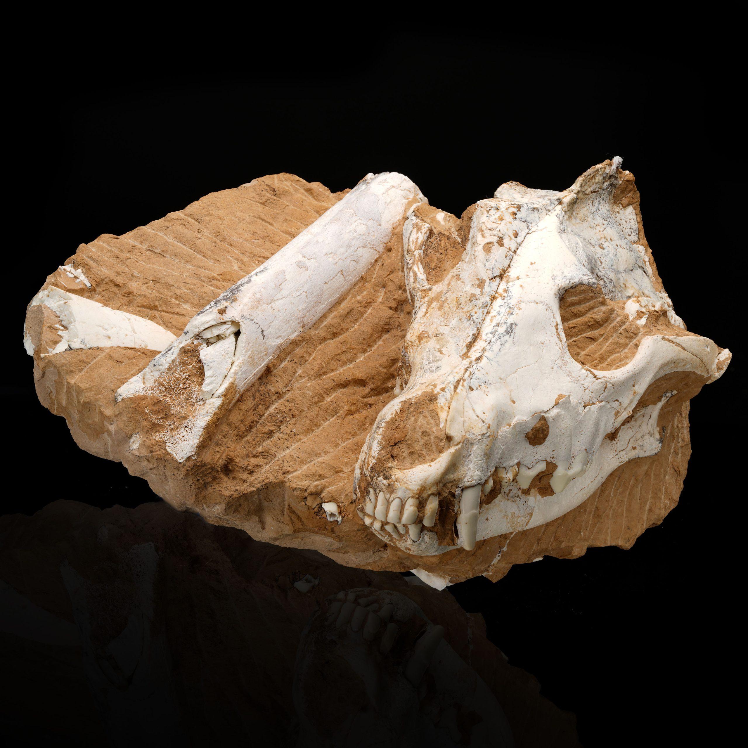 North American Fossilized Dire Wolf Skull For Sale