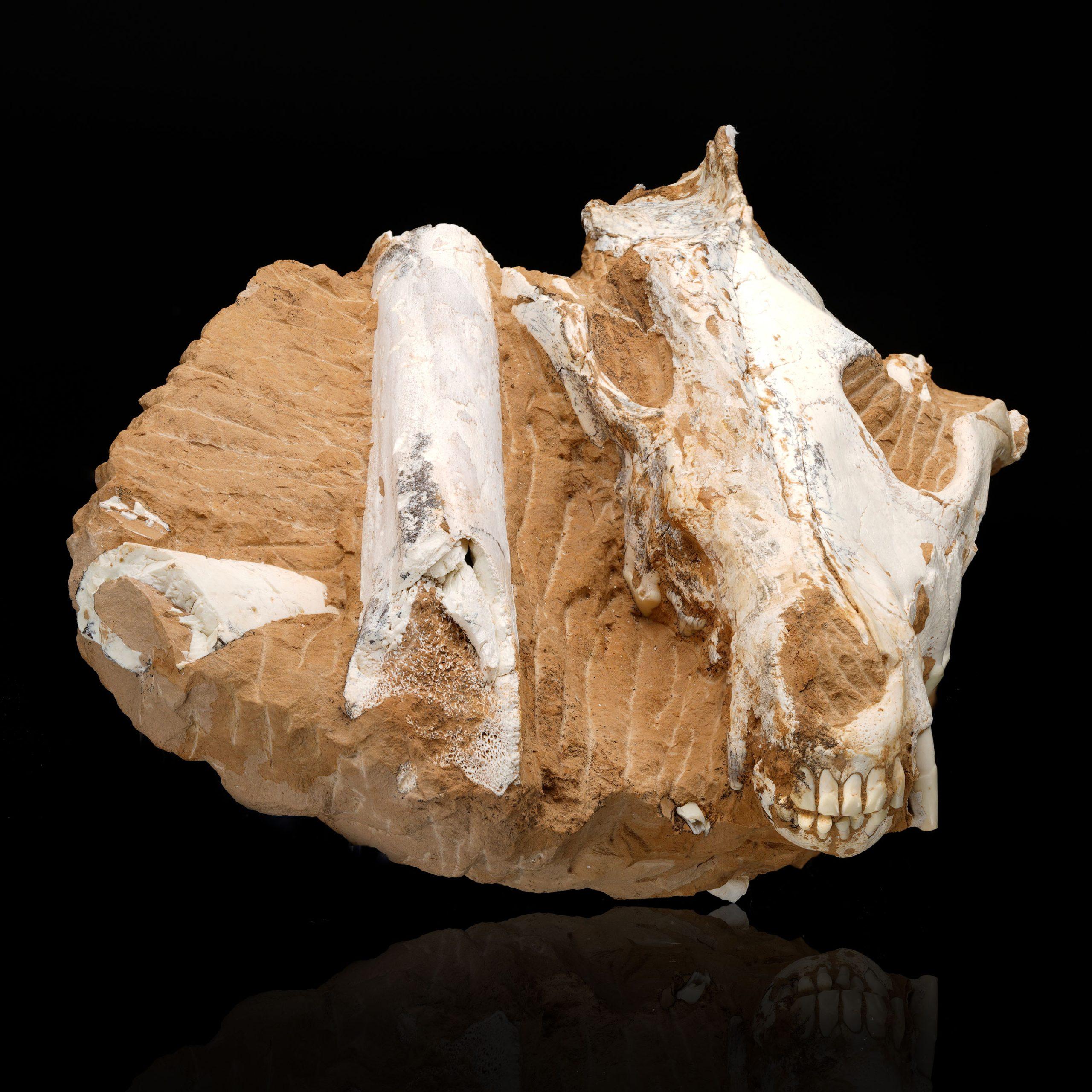 Fossilized Dire Wolf Skull In Excellent Condition For Sale In New York, NY