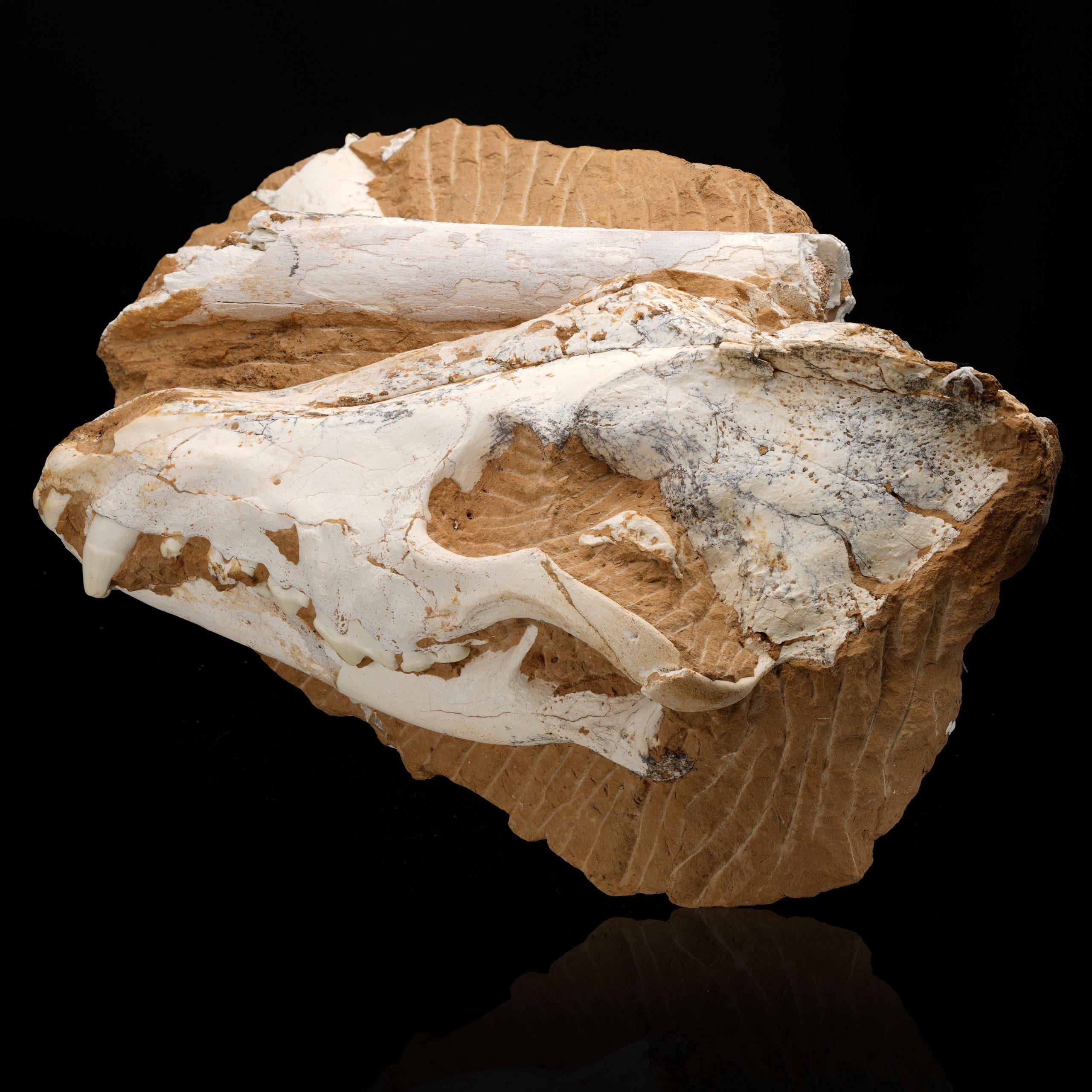 18th Century and Earlier Fossilized Dire Wolf Skull For Sale