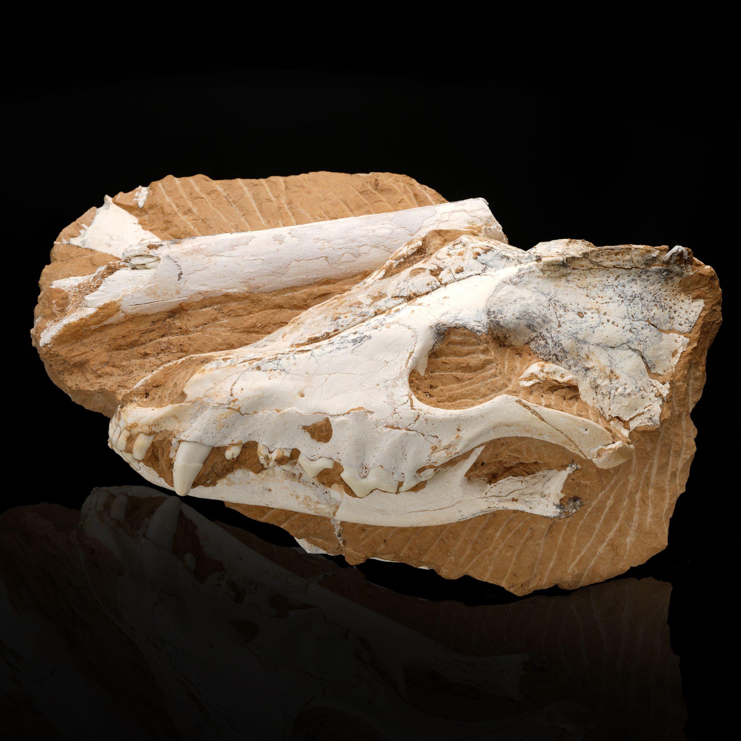 Other Fossilized Dire Wolf Skull For Sale