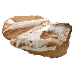 Natural Specimens